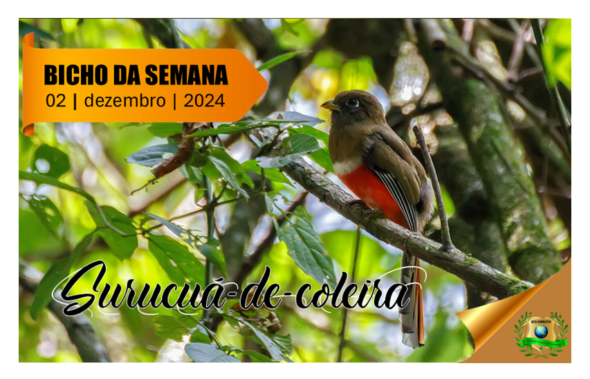 Surucuá-de-coleira