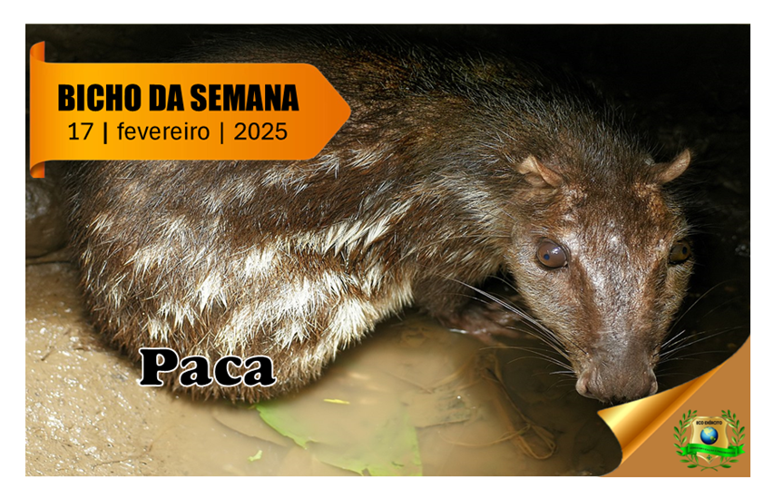 Paca