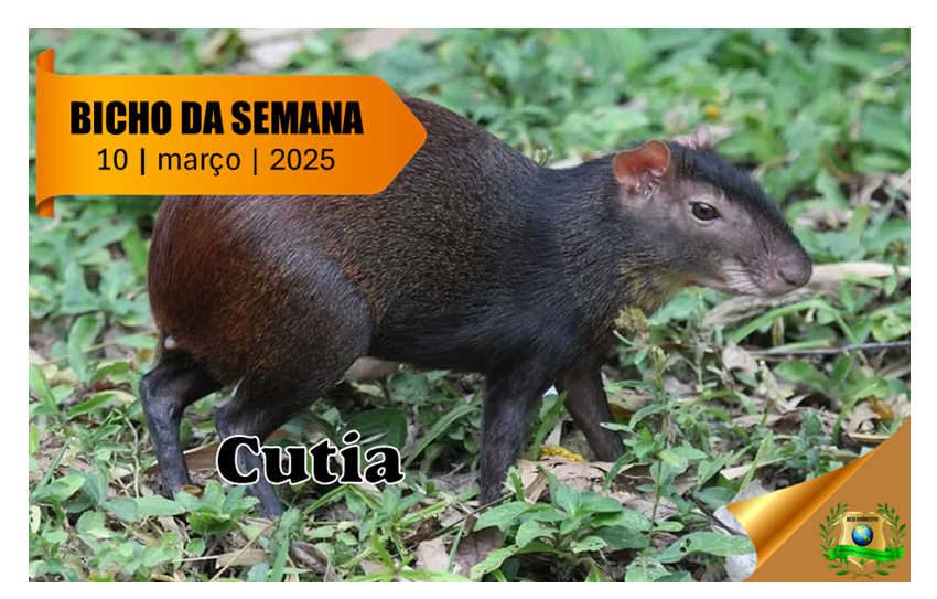 Cutia