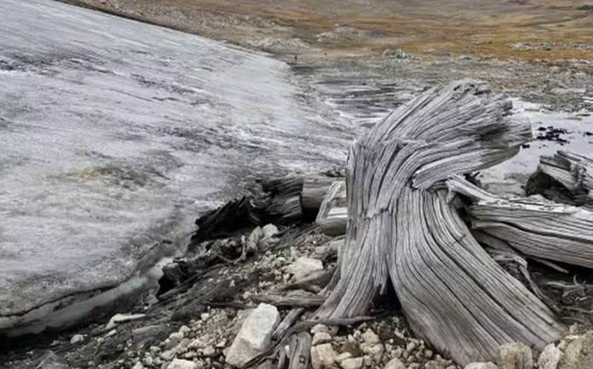 Gelo derretido revela floresta de 6 mil anos nos Estados Unidos