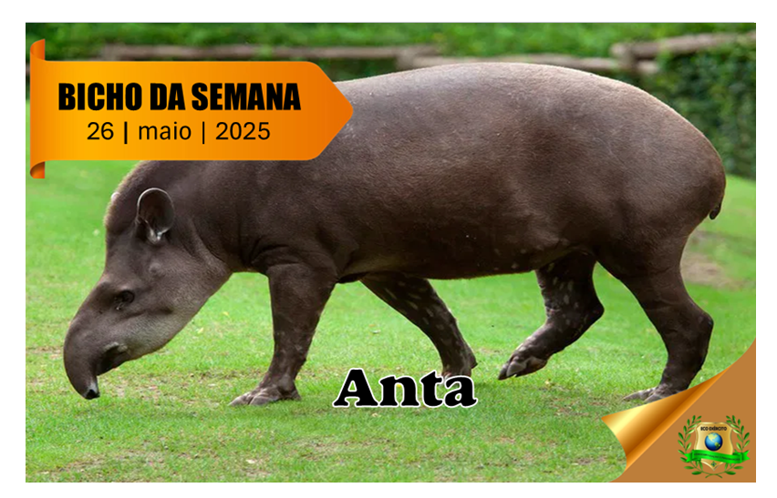 Anta