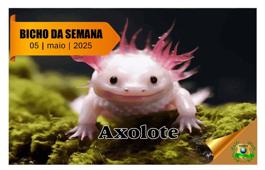 Axolote