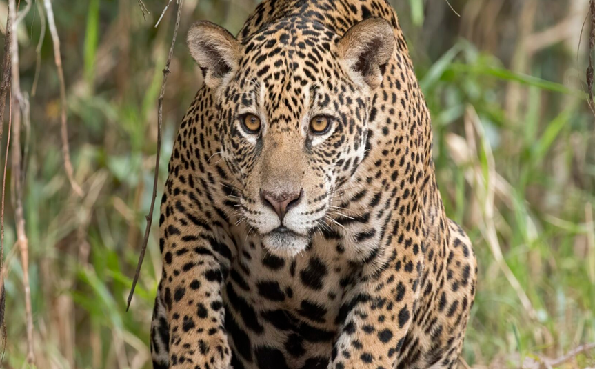 Crise ecológica no Pantanal aumenta tensão entre onças e humanos