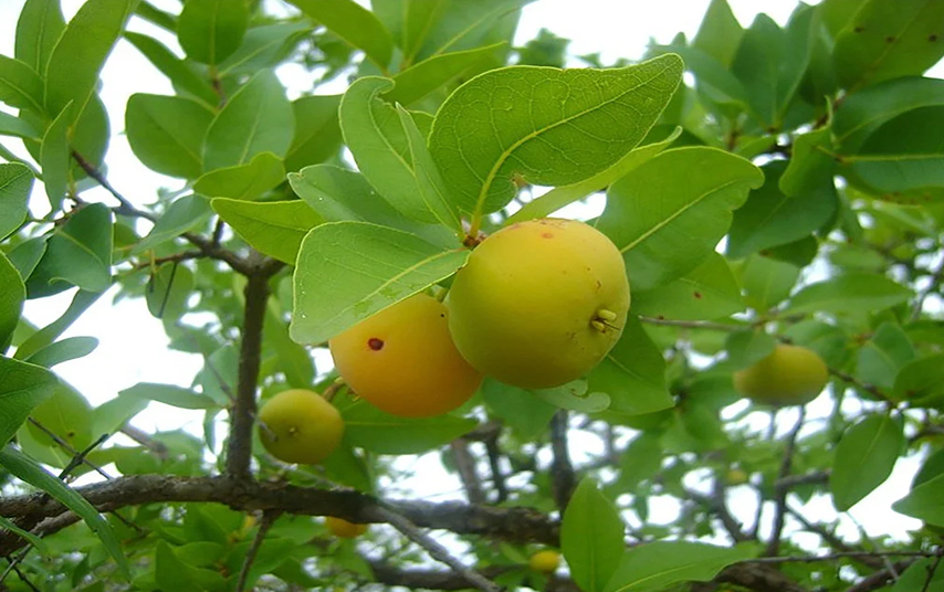 Cagaita