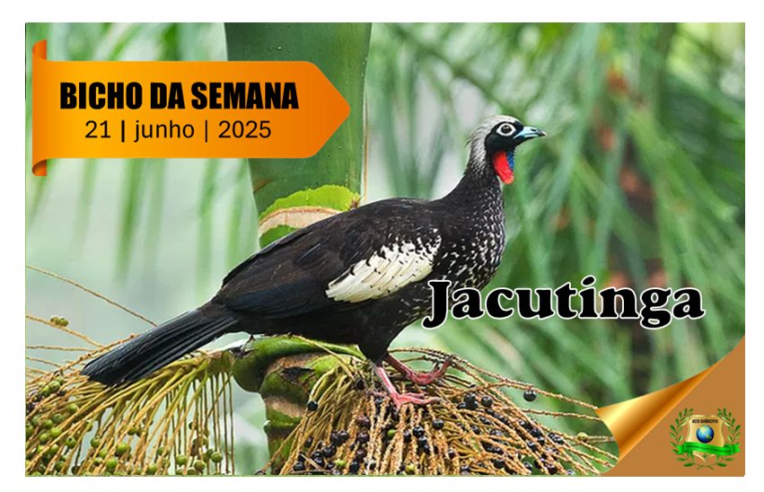 Jacutinga