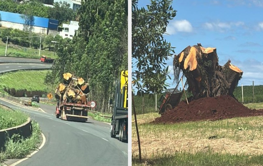 Empresária do Paraná investe R$ 18 mil para replantar árvore da infância: 