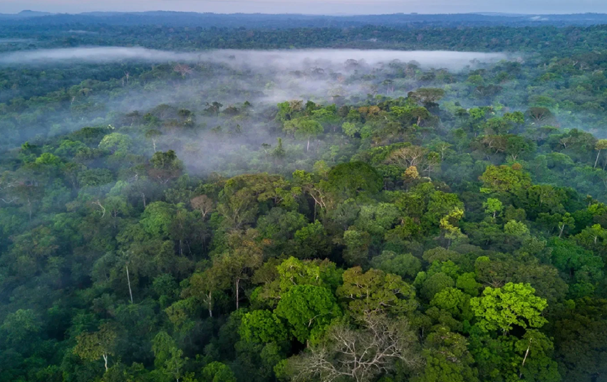 O que é fauna e flora brasileira?