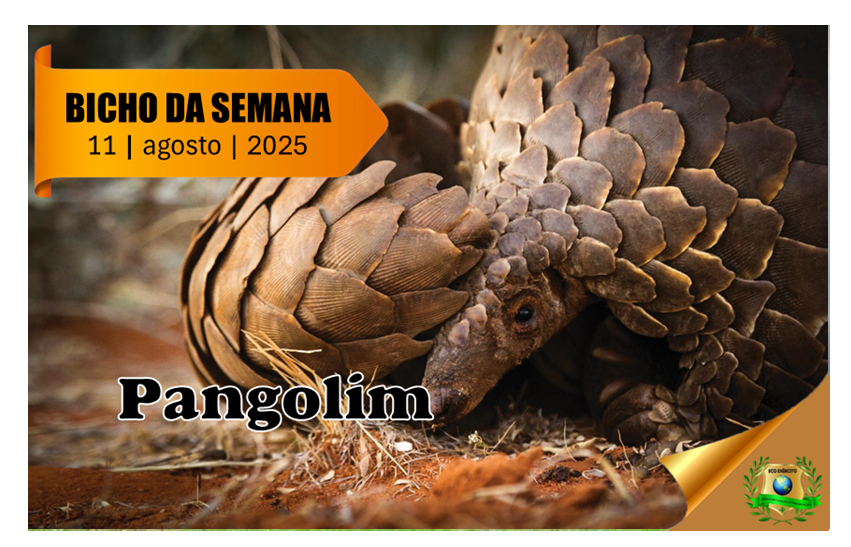 Pangolim