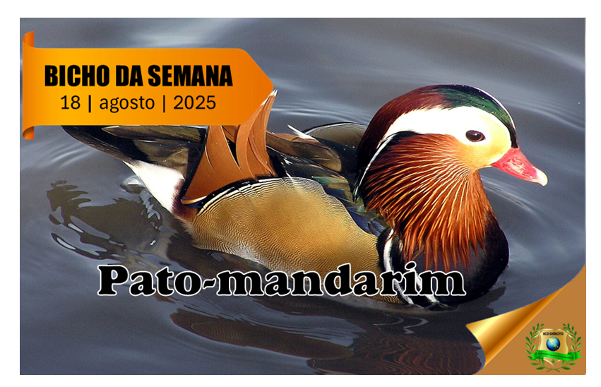 Pato-mandarim