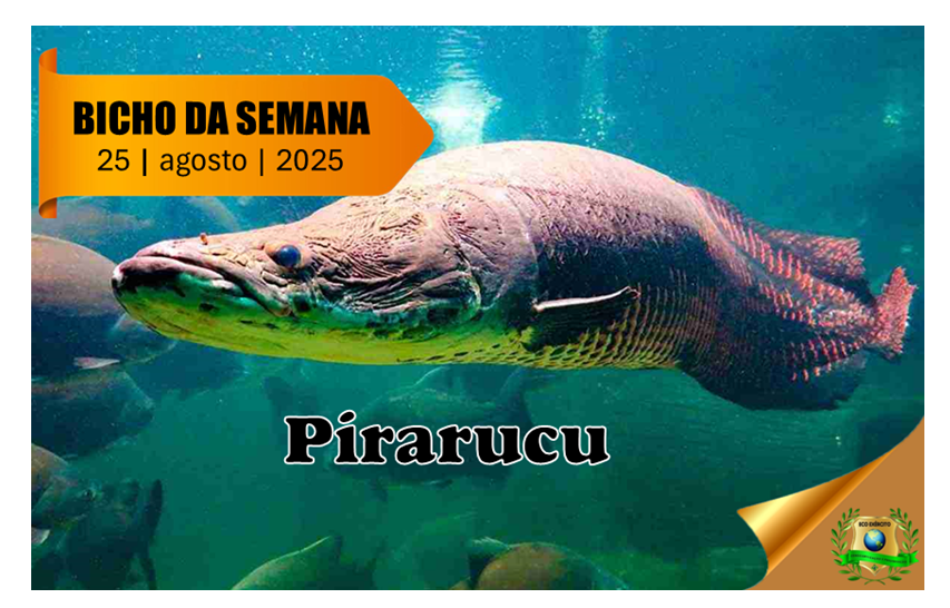 Pirarucu