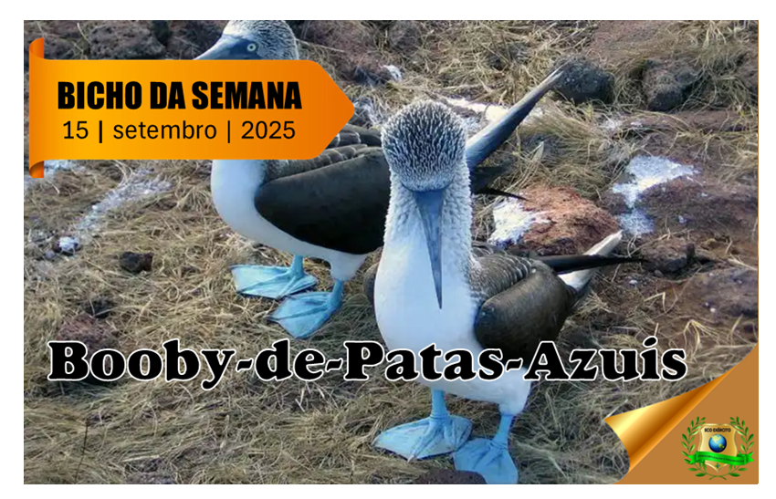 Booby-de-Patas-Azuis
