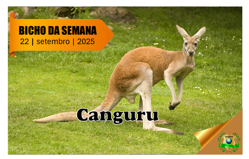 Canguru