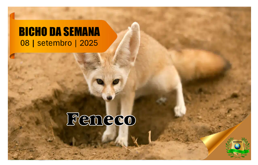 Feneco