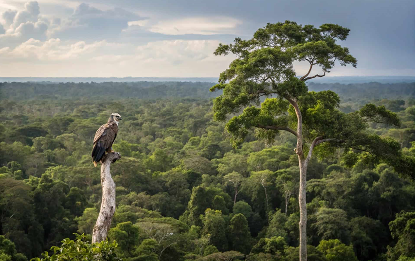 Ninhos da maior águia do planeta são encontrados no Pantanal