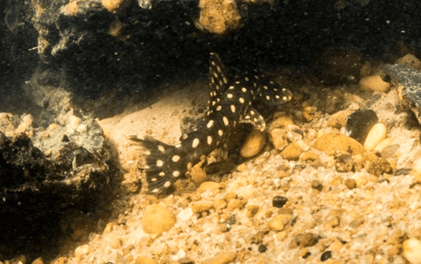 Pesquisadores descobrem nova espécie de peixe no Pará