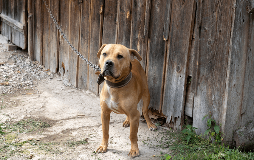 SP: Tarcísio sanciona lei que proíbe manter animais em correntes