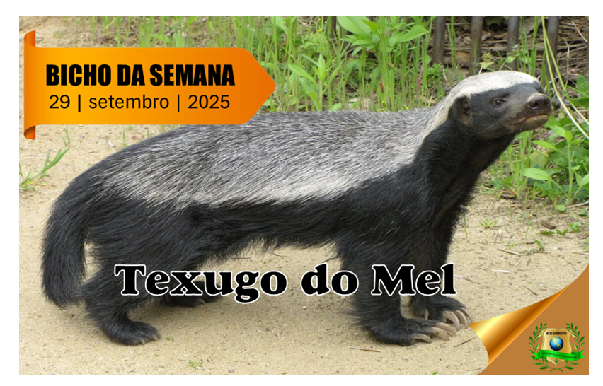 Texugo do Mel