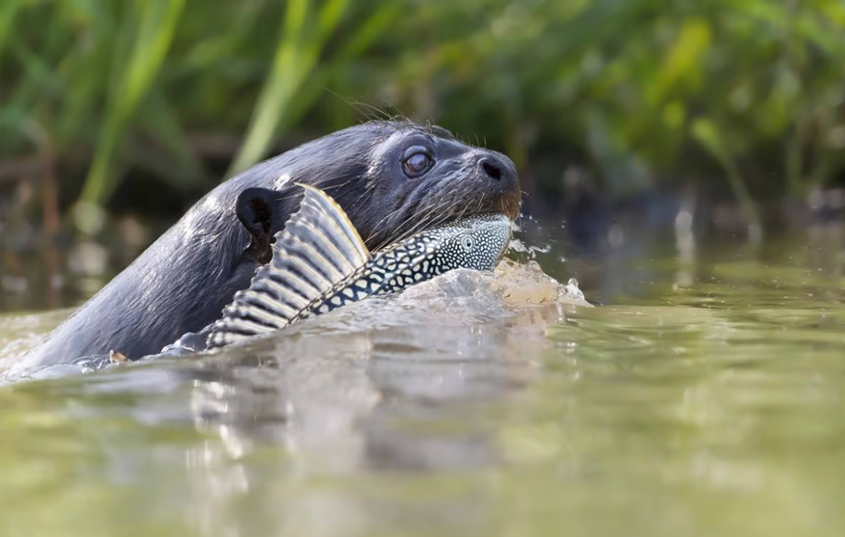O maior predador aquático da América do Sul retornou após 40 anos