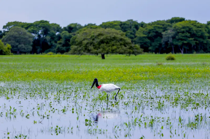 Pantanal, o bioma que resiste enquanto o Brasil promete correr contra o tempo