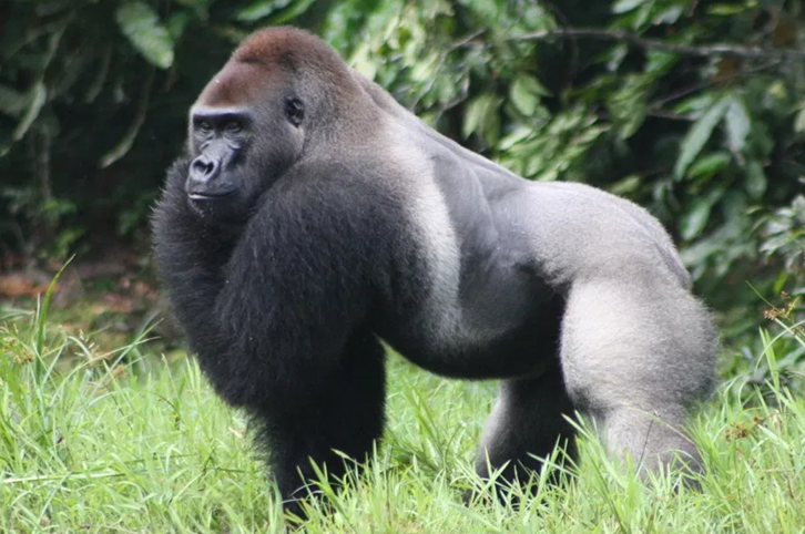 #10 - Gorila-das-montanhas