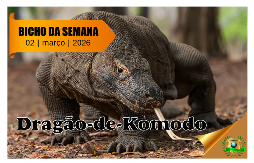 Dragão-de-Komodo