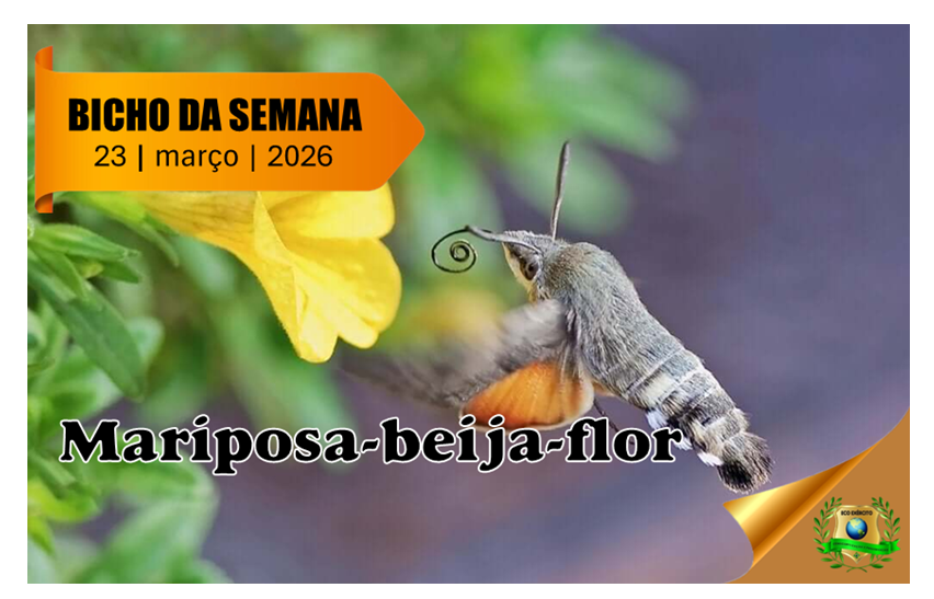Mariposa-beija-flor