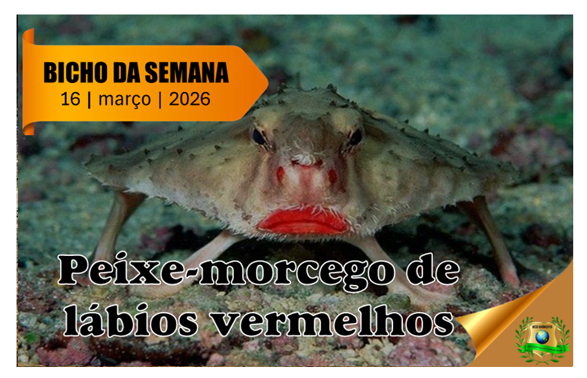 Peixe-morcego de lábios vermelhos