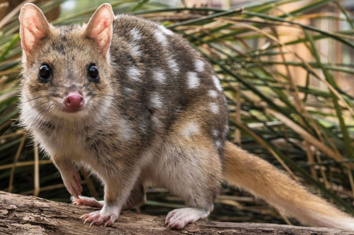 #11 - Quoll-do-norte