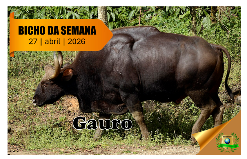 Gauro