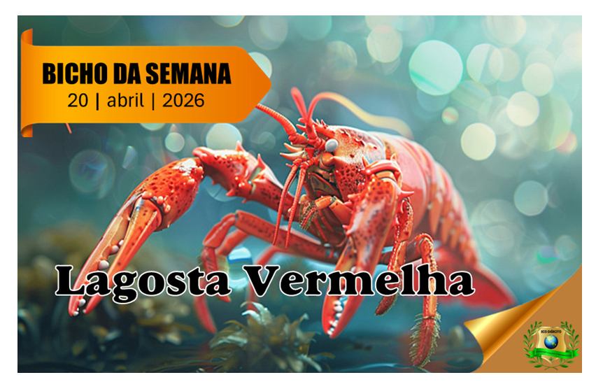 Lagosta Vermelha