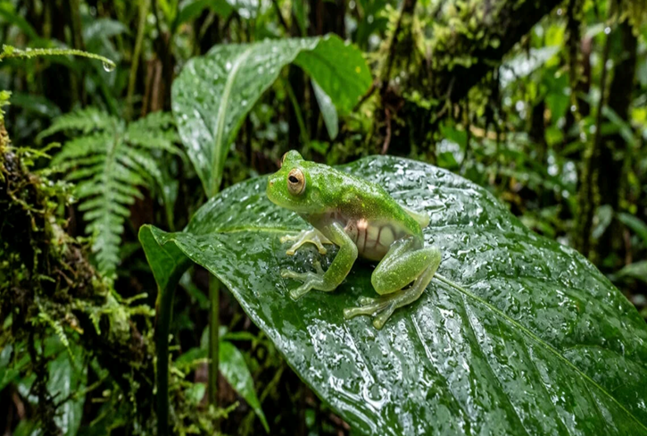 Pesquisadores identificam nova espécie em floresta tropical, descoberta amplia conhecimento da biodiversidade