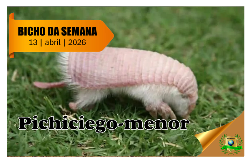 Pichiciego-menor