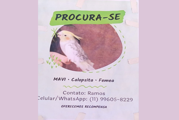 Procura-se Calopsita perdida na Cidade Tiradentes
