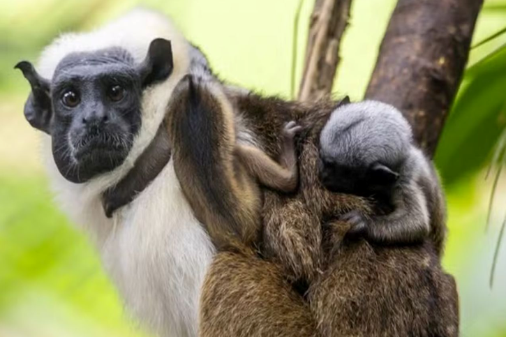 São Paulo registra nascimento inédito de sauins-de-coleira