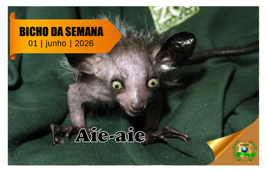Aie-aie