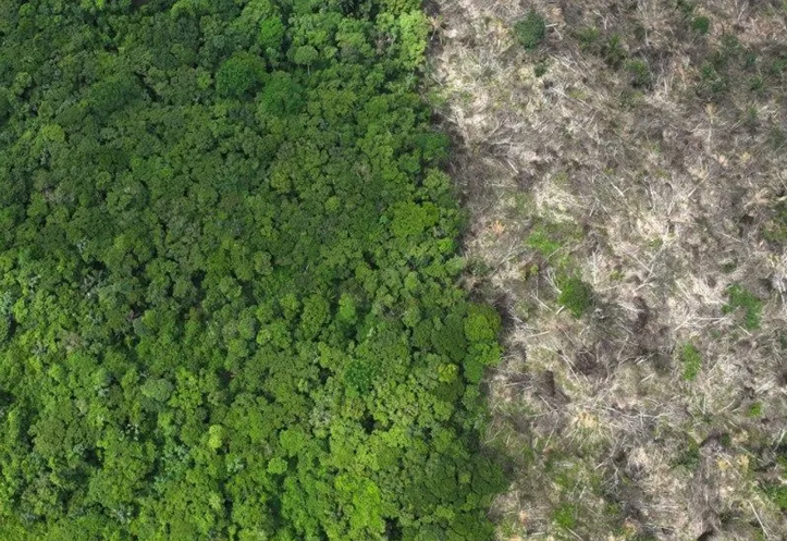 Cientistas alertam para risco da Amazônia virar savana devido à devastação