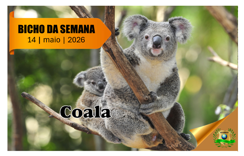 Coala