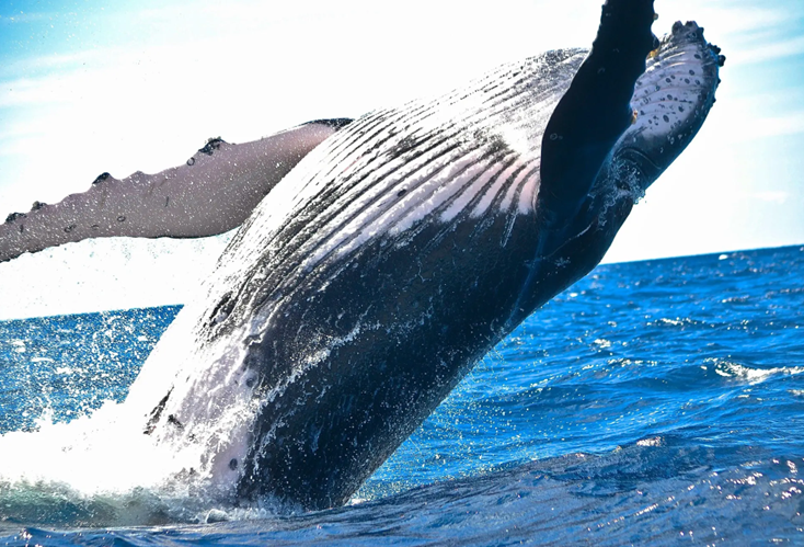Estudo confirma que fezes das baleias contêm quantidades significativas de ferro, que podem ter fertilizado os oceanos no passado