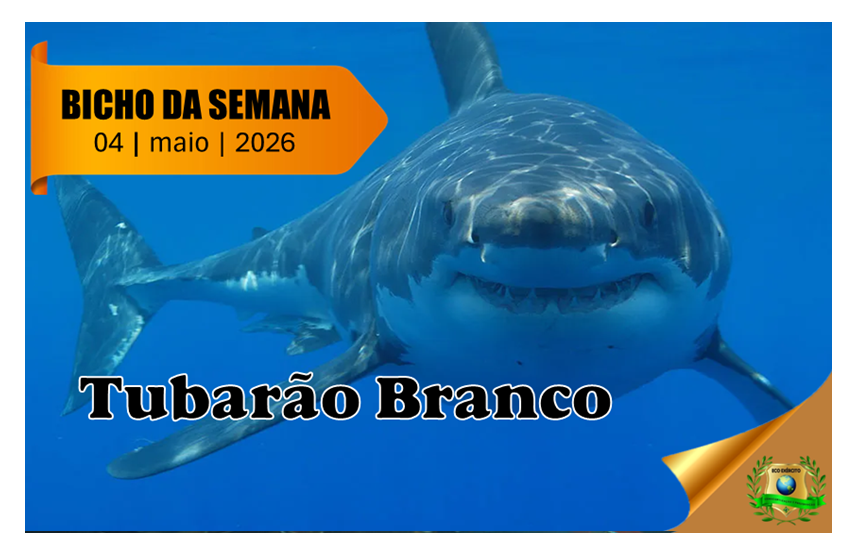 Tubarão Branco
