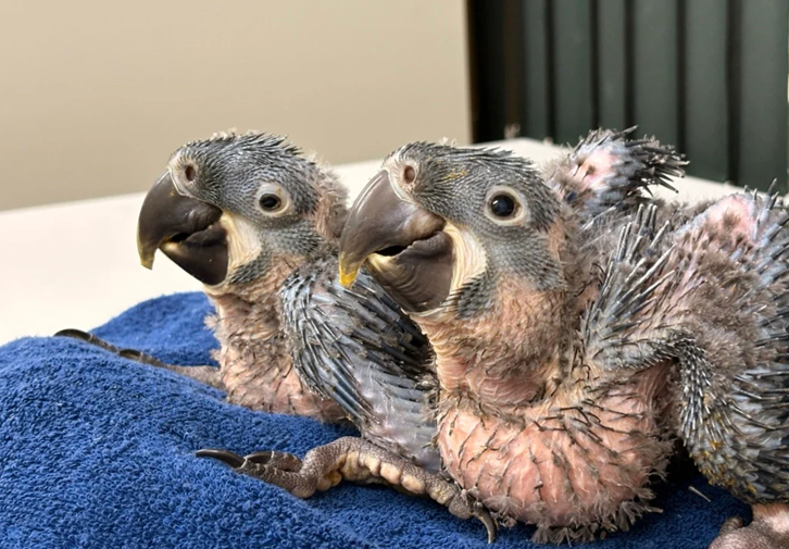 Aves raras nascem em São Paulo e reforçam estratégia global de preservação