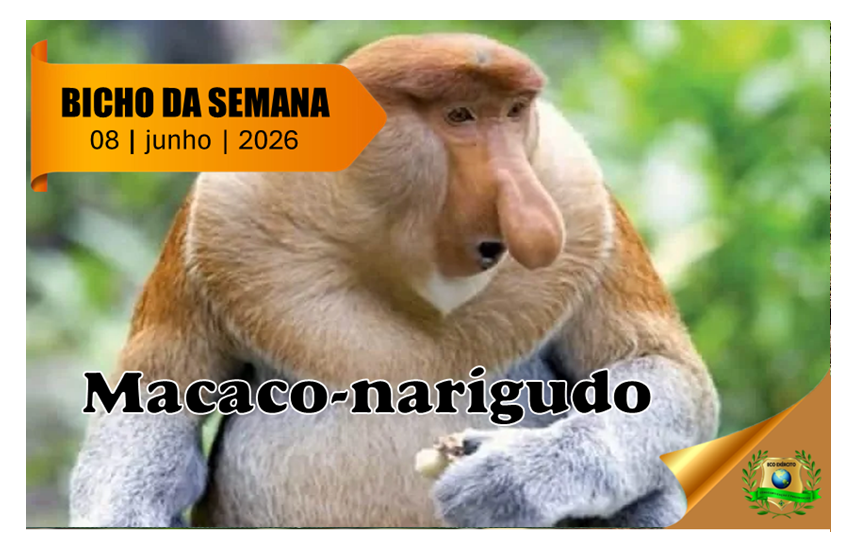 Macaco-narigudo