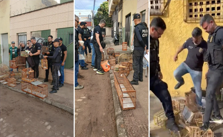 Operação contra tráfico de animais apreende 22 aves silvestres em feira na Grande Vitória