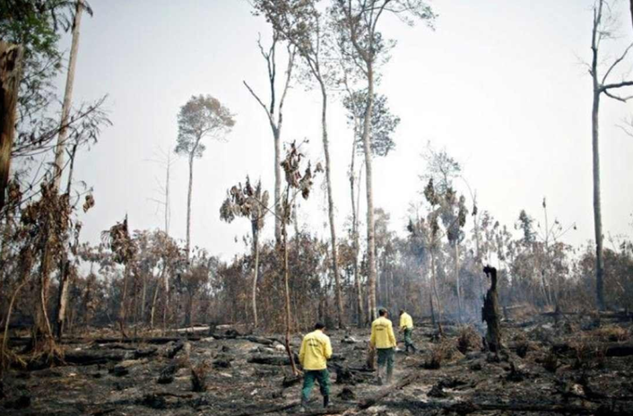 Amazônia enfrenta novos desafios ambientais em 2025