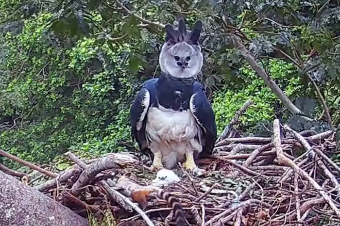 MPF apura desmate que ameaça maior águia do planeta quase extinta no Pantanal