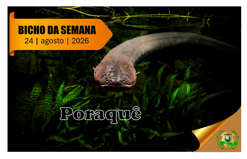 Poraquê, Peixe-elétrico da Amazônia