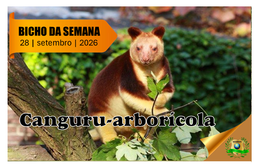 Canguru-arborícola