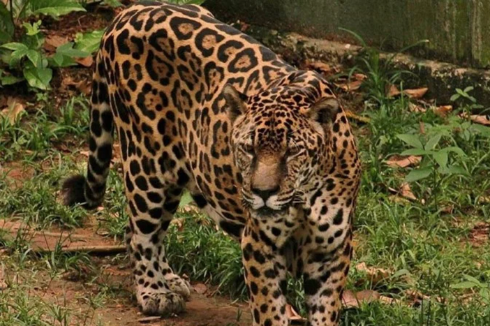 Onça-pintada do Exército conquista recorde mundial de longevidade